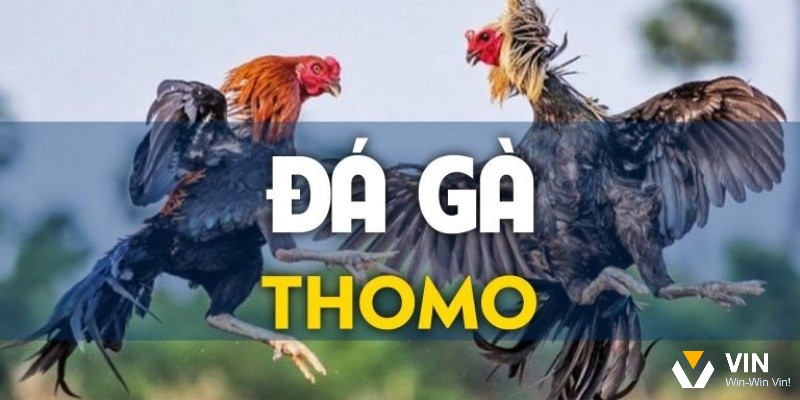 Luật chơi đá gà thomo quy định chi tiết như thế nào?