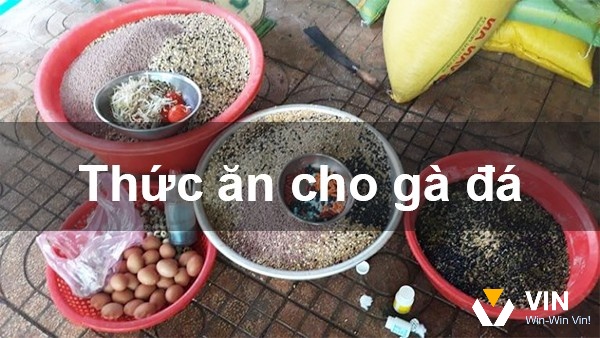 Cân bằng dinh dưỡng trong chế độ ăn của gà là yếu tố quan trọng giúp duy trì thể trạng tốt.